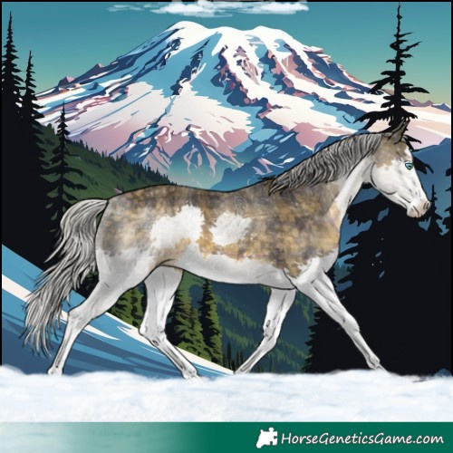 Horse Color:Plaid Silver Buckskin Splash