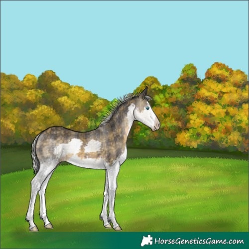 Horse Color:Plaid Silver Buckskin Splash