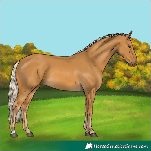 Horse Color:Palomino