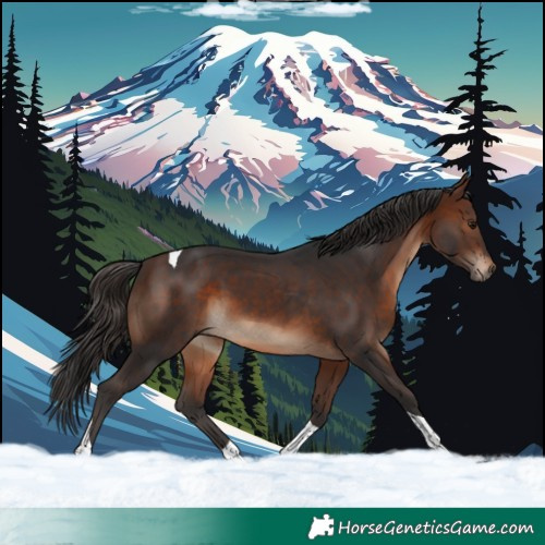 Horse Color:Brown Tobiano 