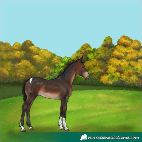Horse Color:Brown Tobiano 