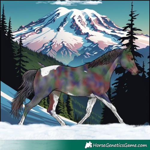 Horse Color:Nacre Black Tobiano