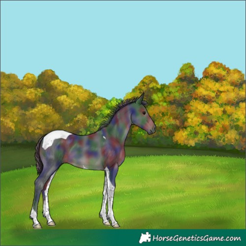 Horse Color:Nacre Black Tobiano 