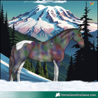 Horse Color:Nacre Black Tobiano