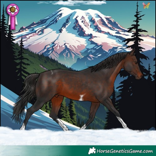 Horse Color:Brown Tobiano