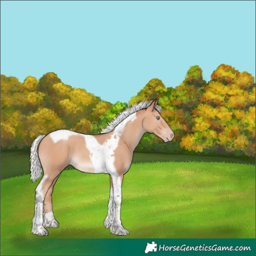 Horse Color:Silver Sable Champagne Tobiano 