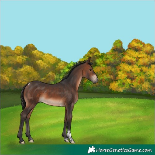 Horse Color:Brown Tobiano 