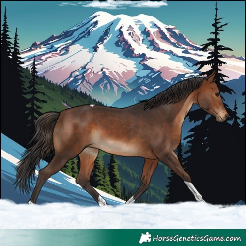 Horse Color:Brown Tobiano 