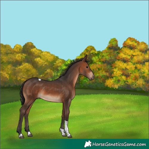 Horse Color:Brown Tobiano 