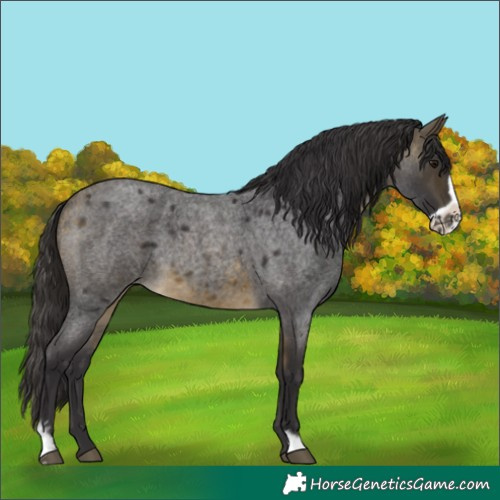 Horse Color:Buckskin Roan Sabino Frame 