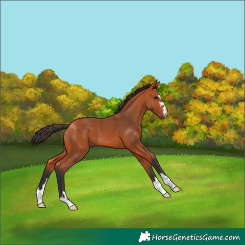 Horse Color:Bay 