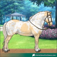 Horse Color:Palomino Dun Skewed LP Spotted 
