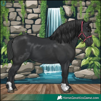 Horse Color:Black and Black