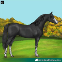 Horse Color:Black and Black