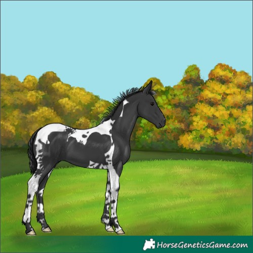 Horse Color:Black Tobiano 