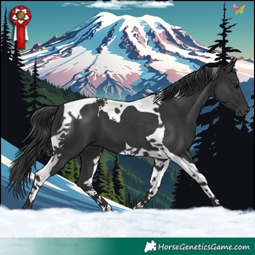 Horse Color:Black Tobiano 