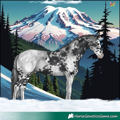 Horse Color:White Spotted Black Splash 