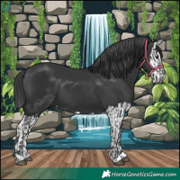 Horse Color:Black and Black Splash