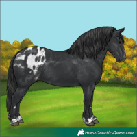 Horse Color:Black Blanket Rabicano