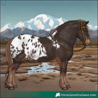 Horse Color:Liver Chestnut Skewed Appaloosa 