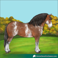 Horse Color:White Spotted Bay 