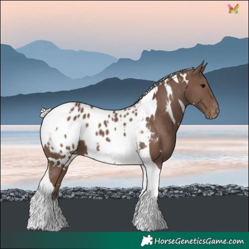 Horse Color:White Spotted Silver Black Tobiano Blanket 