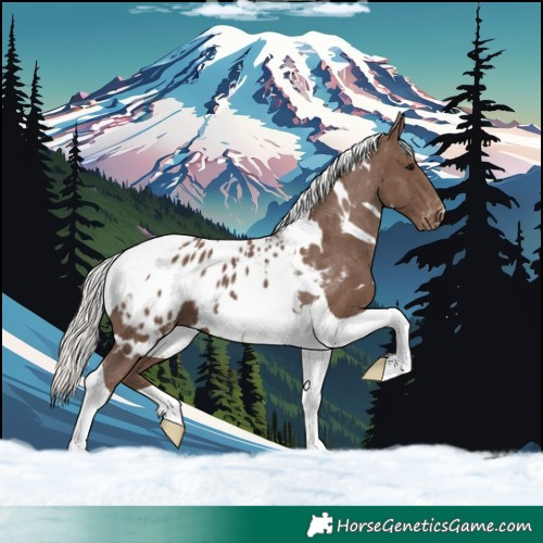 Horse Color:White Spotted Silver Black Tobiano Appaloosa 