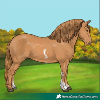 Horse Color:Chestnut Sabino 