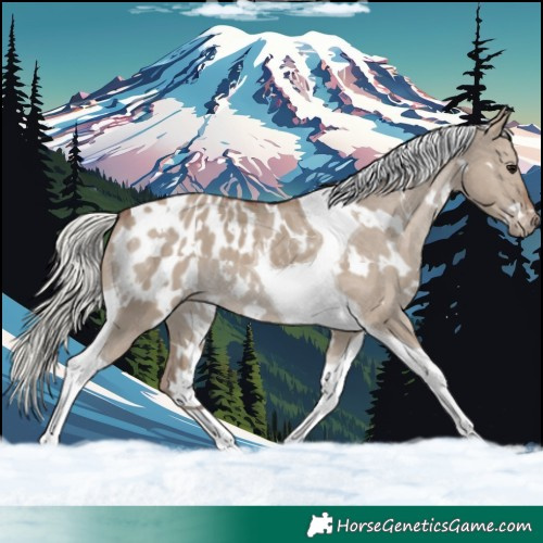 Horse Color:White Spotted Silver Grullo Tobiano Appaloosa 