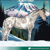 Horse Color:White Spotted Silver Grullo Tobiano Appaloosa