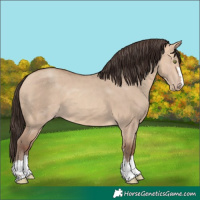 Horse Color:Amber Champagne Dun