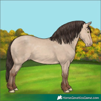 Horse Color:Amber Champagne Dun 