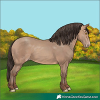 Horse Color:Amber Champagne