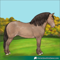 Horse Color:Amber Champagne 