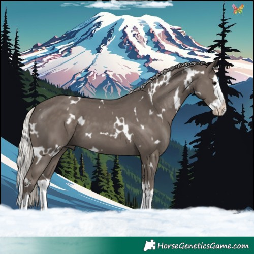 Horse Color:White Spotted Silver Black Splash 