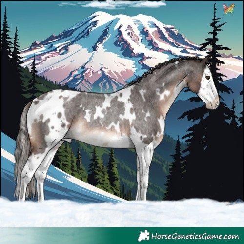 Horse Color:White Spotted Liver Red Roan Splash Appaloosa Rabicano 