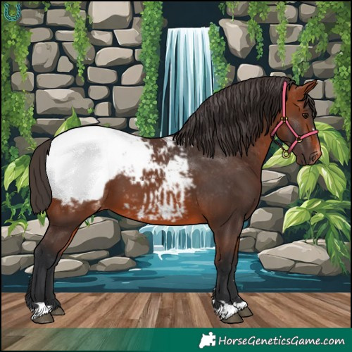 Horse Color:Bay Appaloosa 