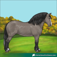 Horse Color:Grullo Splash