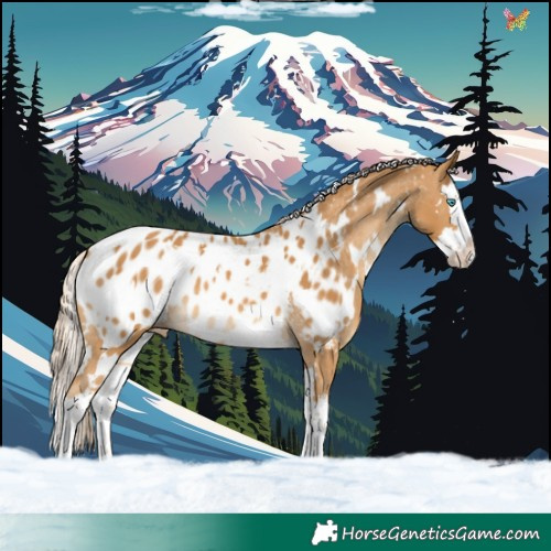 Horse Color:White Spotted Palomino Splash Appaloosa 