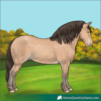Horse Color:Amber Champagne 