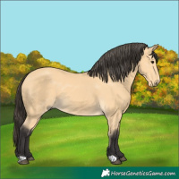 Horse Color:Buckskin