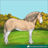 Horse Color:Gold Champagne Splash