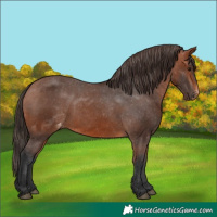 Horse Color:Bay Varnish