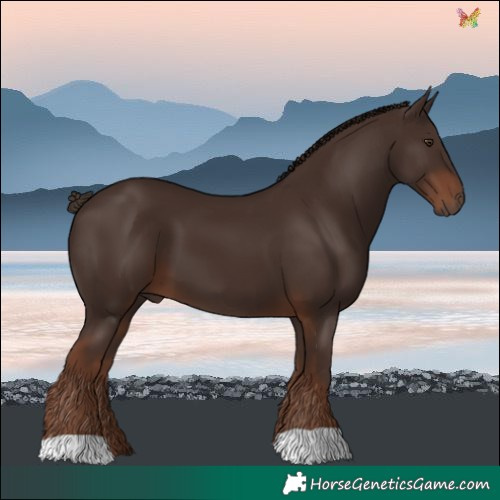 Horse Color:Liver Chestnut 