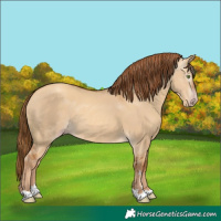 Horse Color:Gray Gold Champagne Dun