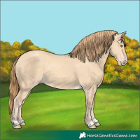 Horse Color:Gold Champagne Dun