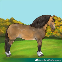 Horse Color:Buckskin