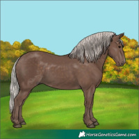 Horse Color:Silver Black