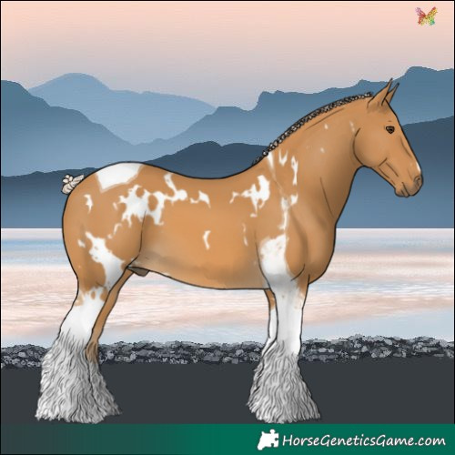 Horse Color:White Spotted Palomino Tobiano 