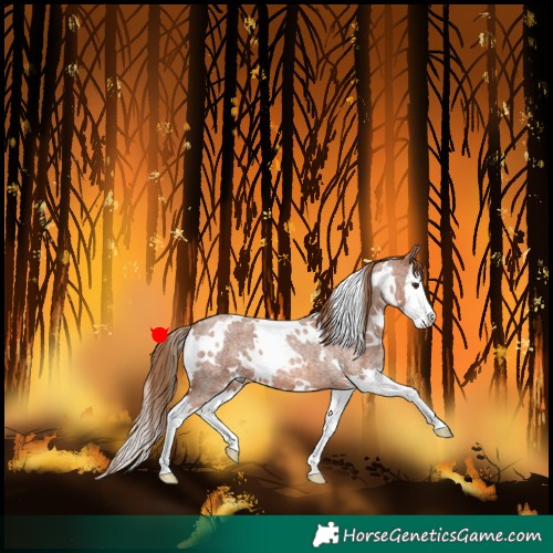 Horse Color:White Spotted Red Roan Splash 